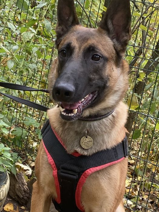 Бельгійська  вівчарка малінуа на вʼязку