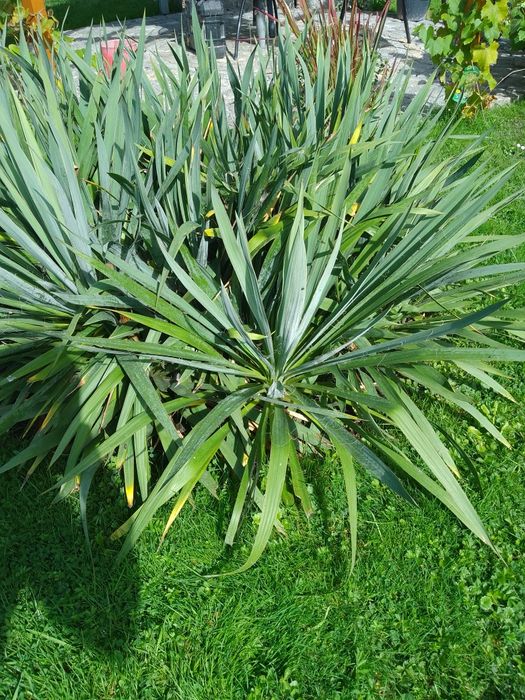 Juka ogrodowa sadzonki