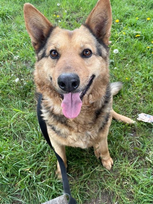 Czuszek - psiak wart pokochania