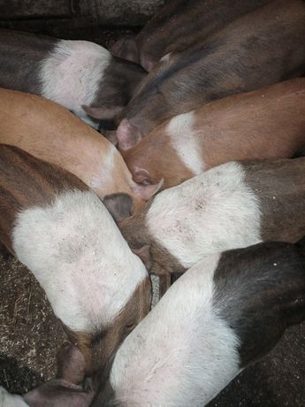 Свині поросята кнурі підрощі поросята 22-60кг