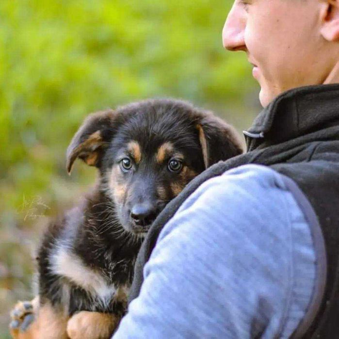 Czy znajdzie się ciepły kąt dla tego uroczego psiaka? Borowik