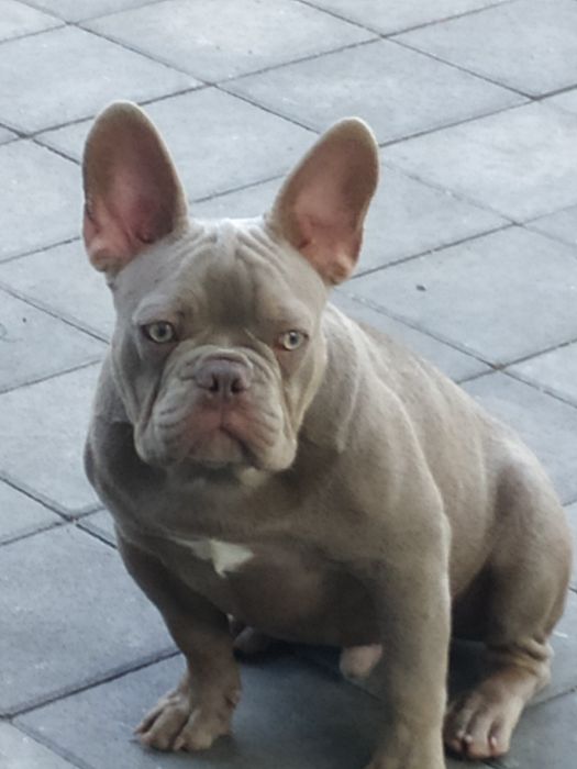 Французский бульдог