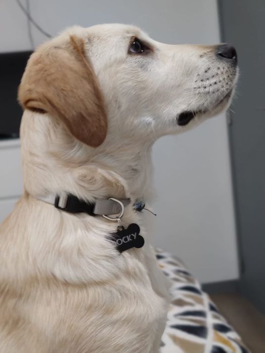 Para adoção Labrador zona de Vale de Cambra