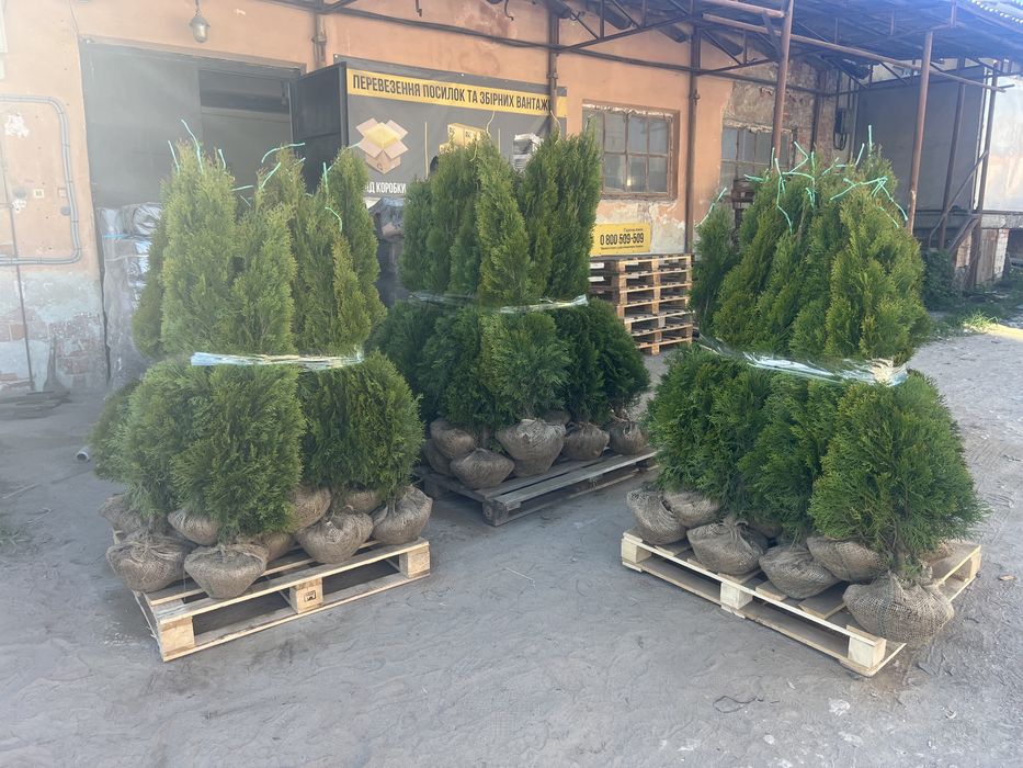 Туї, штамбові рослини, кипариси