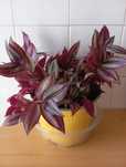 Tradescantia zebrina