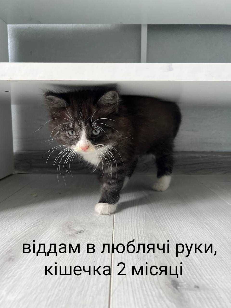 Віддам кішечку в гарні руки