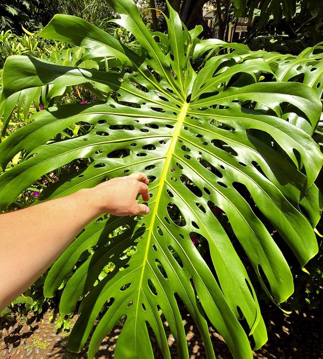 Monstera Big Form sadzonka z Madery #2