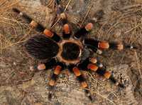 Брахіпельма смітті (Brachypelma smithi) павук-птахоїд