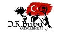 Kangal Turecki Pies Pasterski