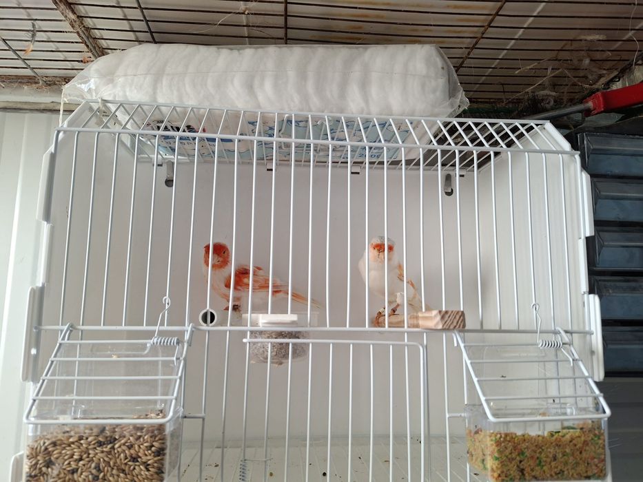 Canarios mosaico vermelho