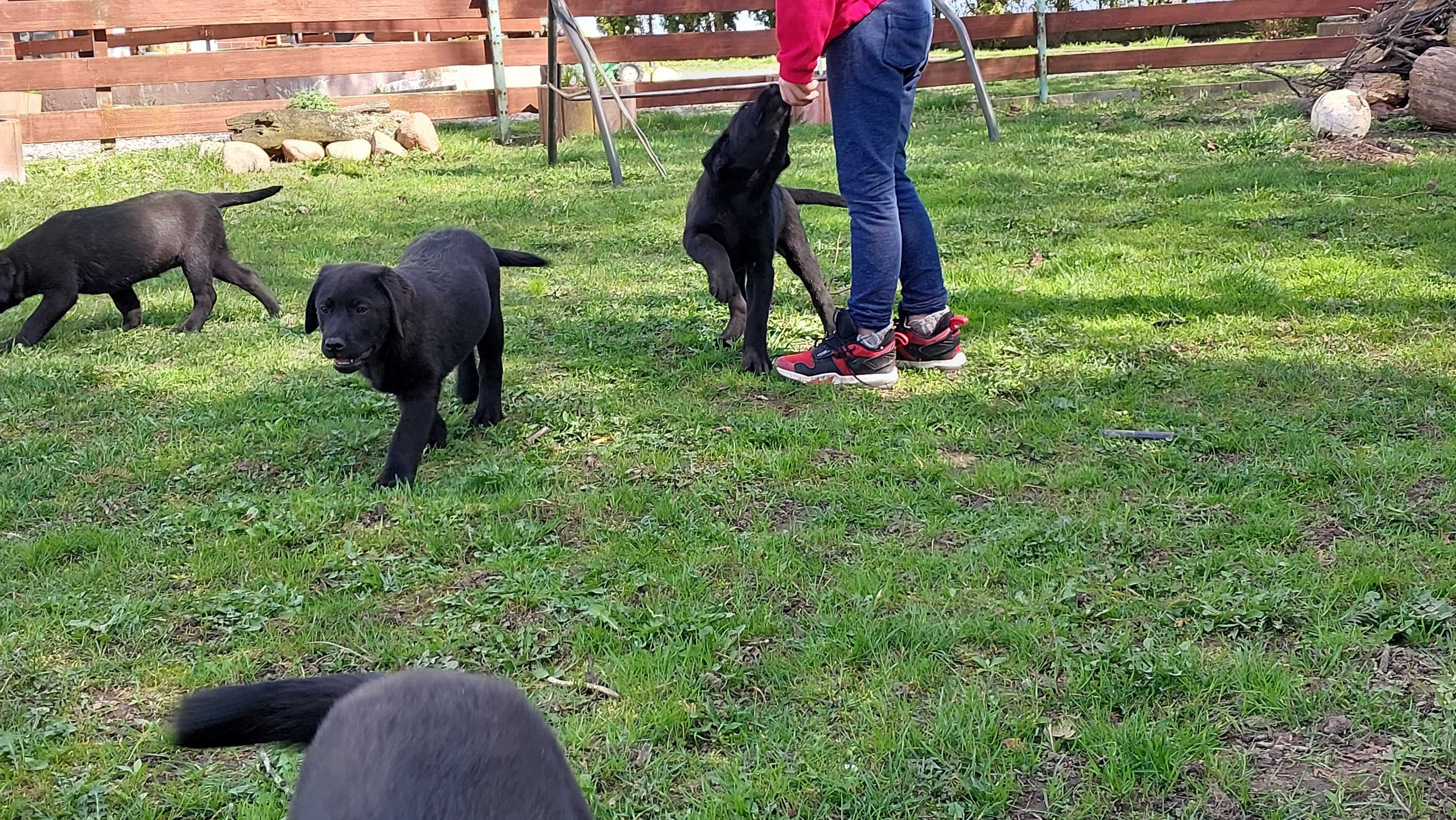 Szczeniak Labrador retriever