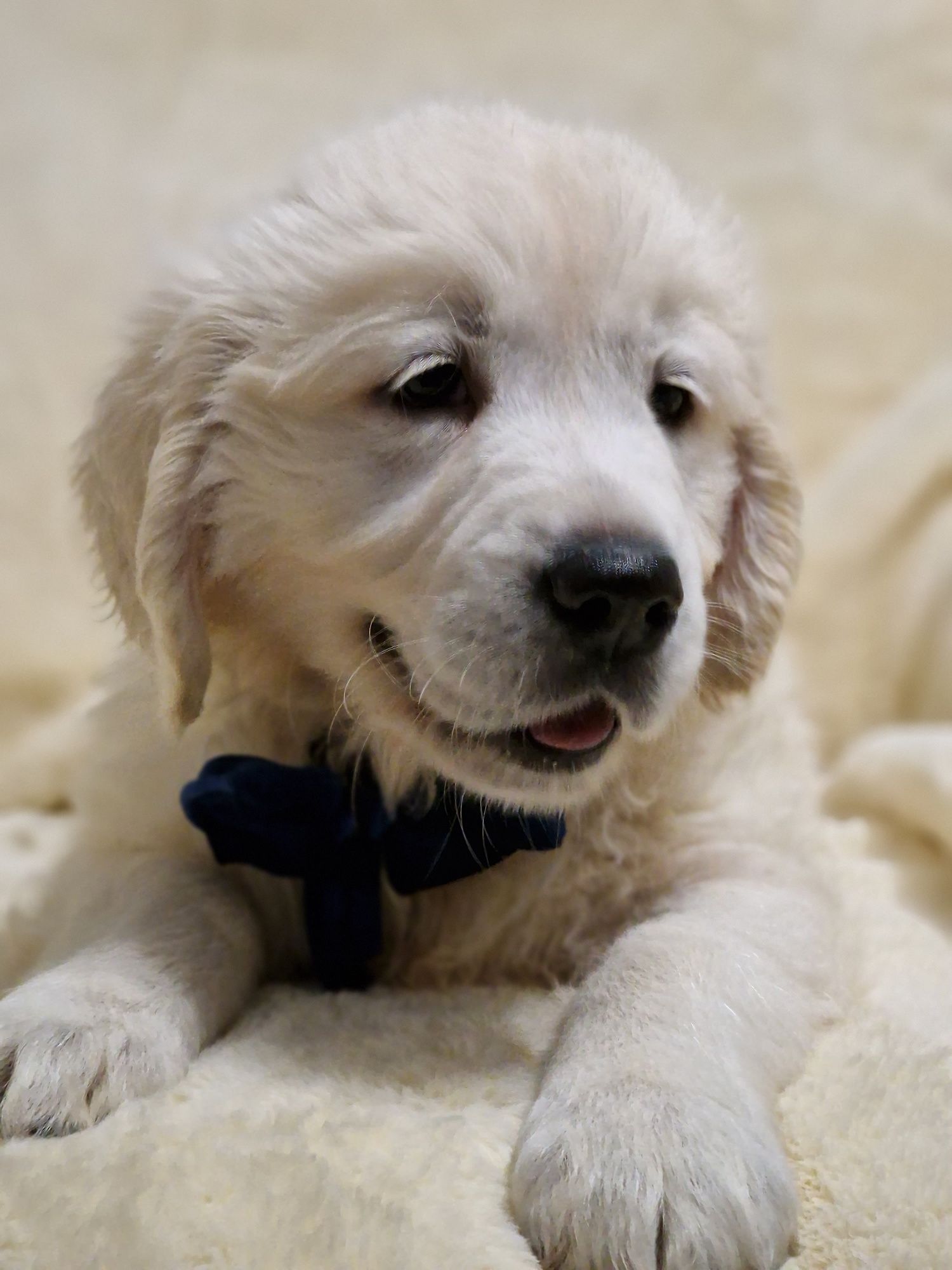 Golden retriever szczeniak zkwp fci śląskie