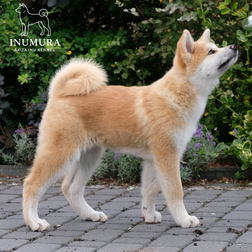 Akita inu akita japońska suczka szczeniak ZKWP gotowa do odbioru