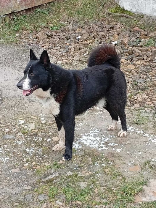 Karerski pies na Niedźwiedzie