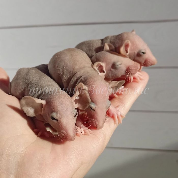 Акція. Елітні ручні щурики для алергіків.