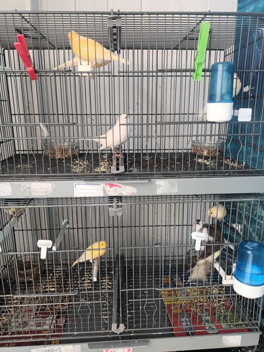 Canários miniaturas espanhois e llarguets