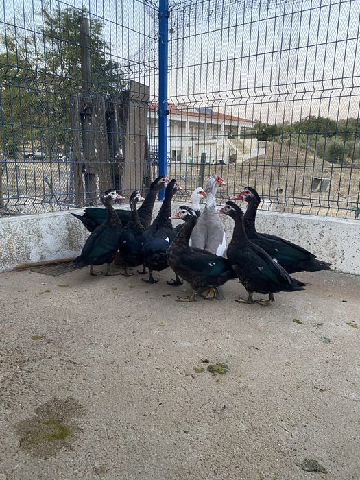 Patos mudos do campo