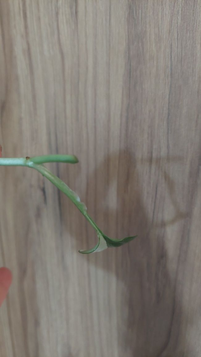Philodendron Cobra variegata halfmoon