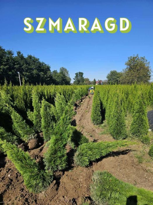 Tuja Szmaragd 250 , 220 cm SADZIMY (dostawa GRATIS cały kraj)