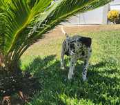 Dalmata disponível