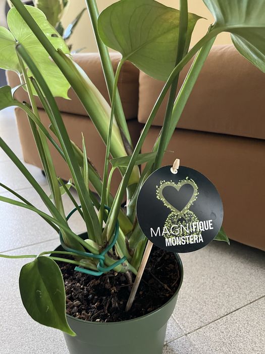 Planta Monstera Magnifique