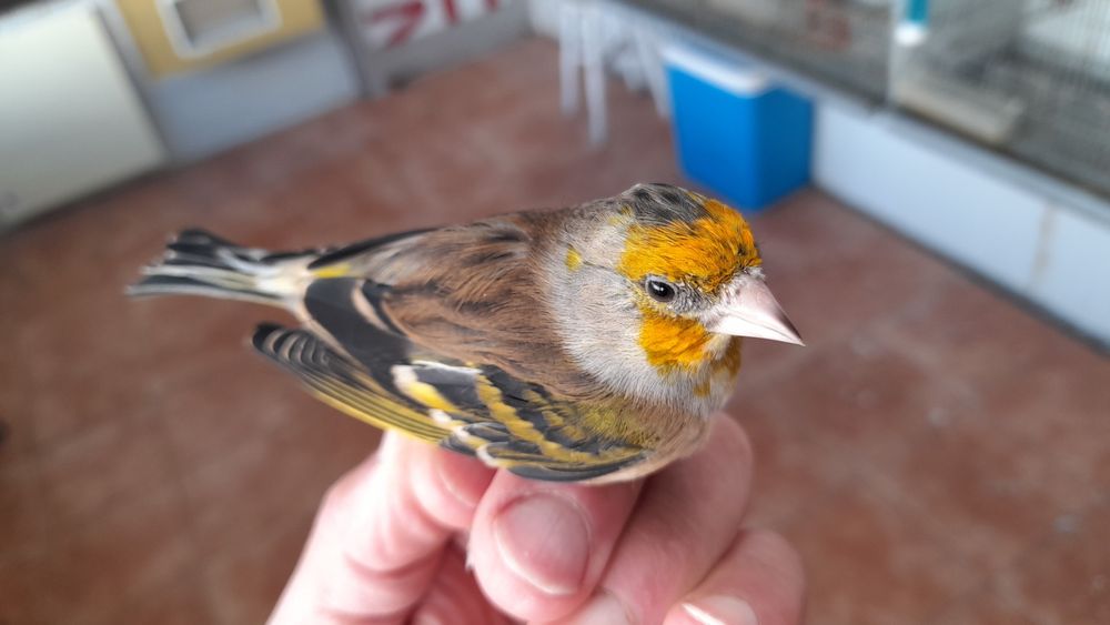 Pintassilgos,,híbridos de Pintassilgo