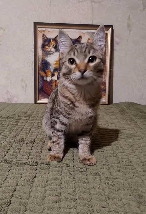 Отдам котёнка-мальчика