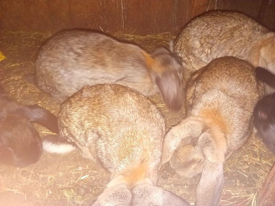 Królik baran francuski