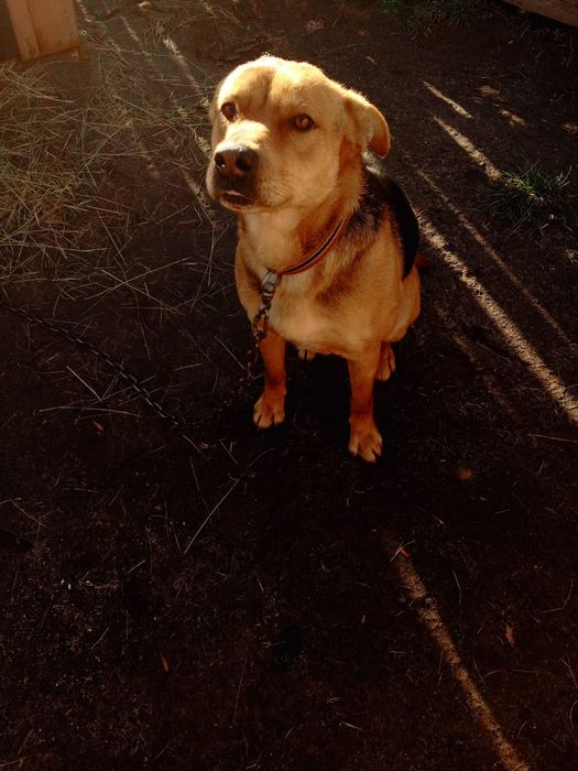 Віддам собаку в добрі руки