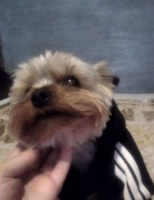 Дорослий хлопчик 2 роки