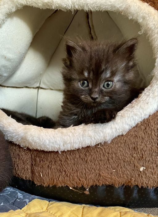 Маленька пухнаста киця шукає друга