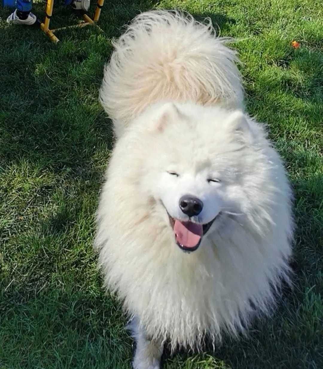Szczenię samoyed śliczny chłopiec samiec samoyed rasowy
