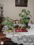 Geranium lecznicza roślina.