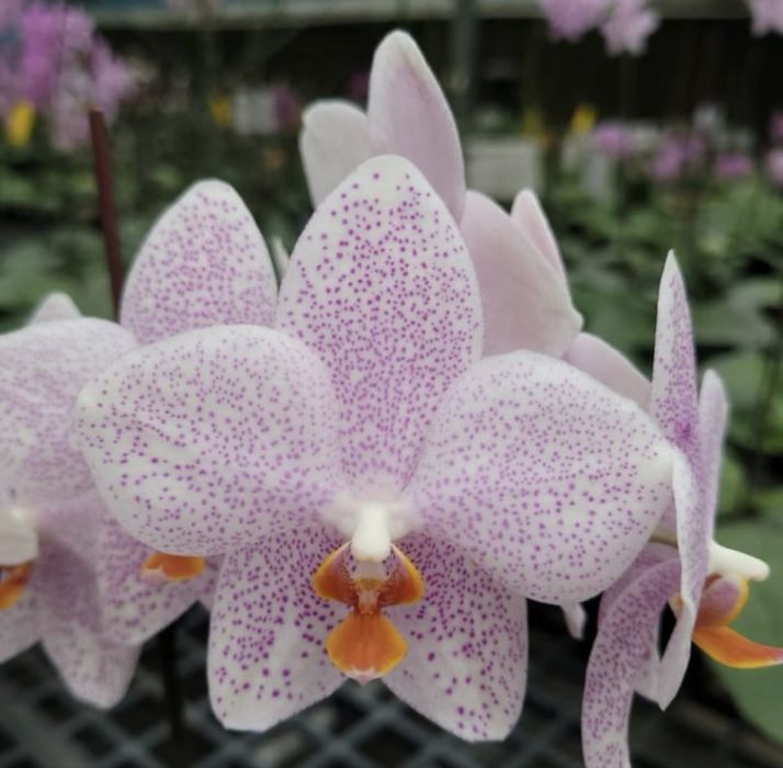 Домашні    орхідеї