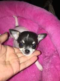 Chihuahua cudowna dzieczynka