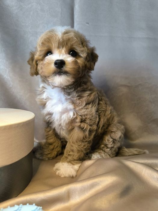 Мальтіпу F1, хлопчик