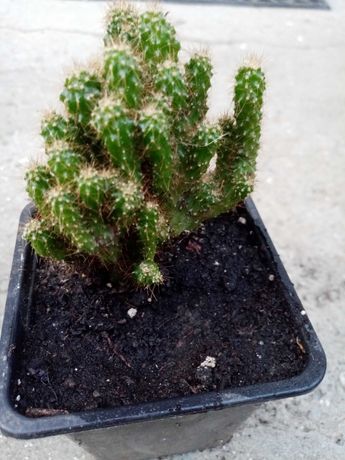 Продам суккулентное растение - цереус перуанський . ( бонсай)