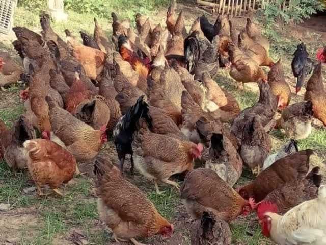 Яйце інкубаційне  курей Вельзумер