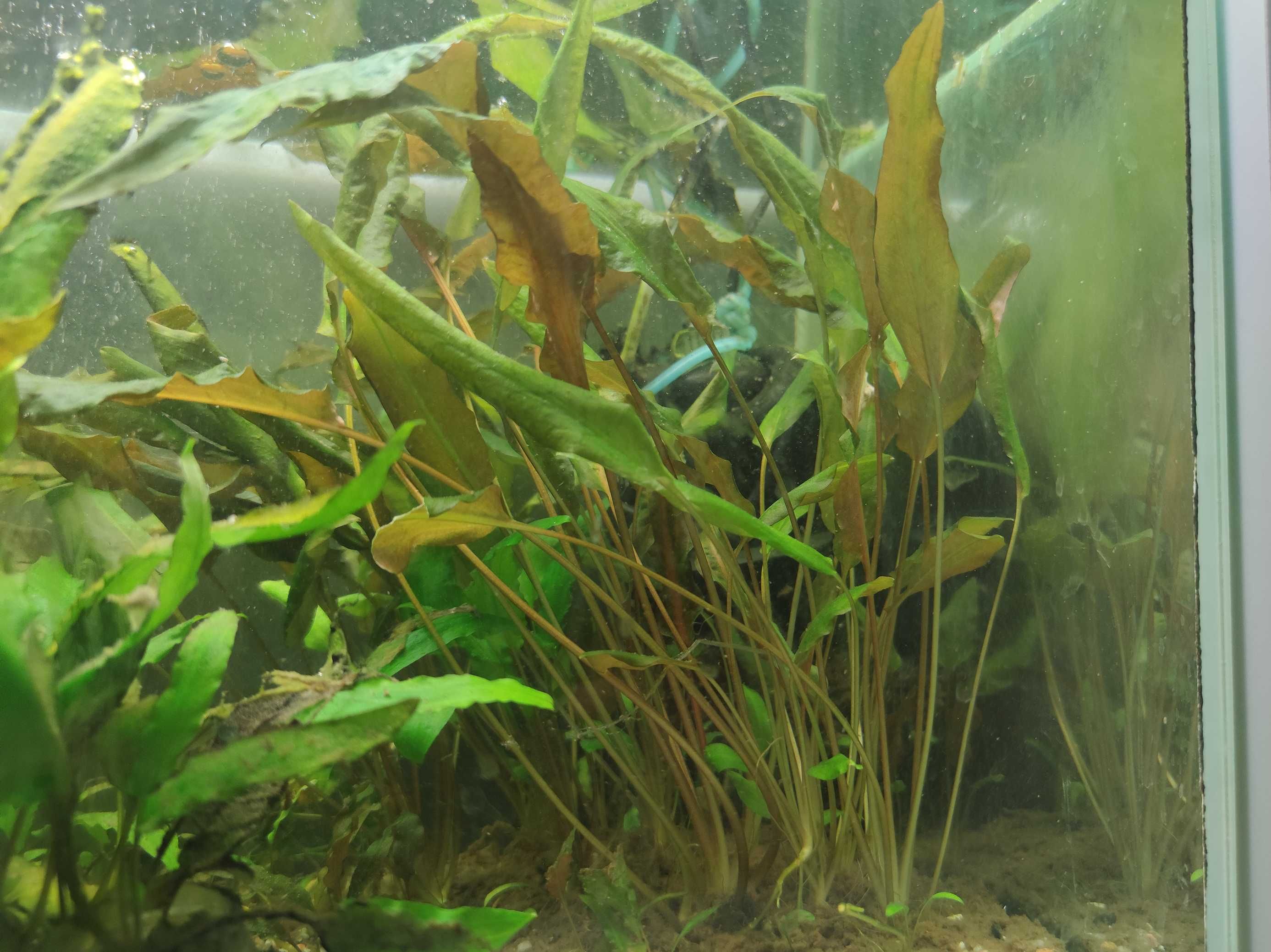 Roślina akwariowa kryptokoryna Cryptocoryne wendtii - duże ok 30 cm