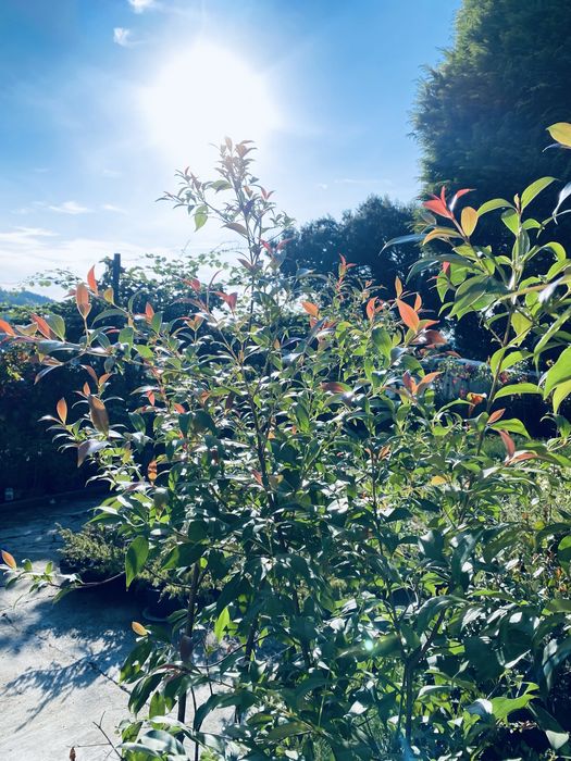 Eugenias vaso 4L 1,5/2m ULTIMAS 40 unidades