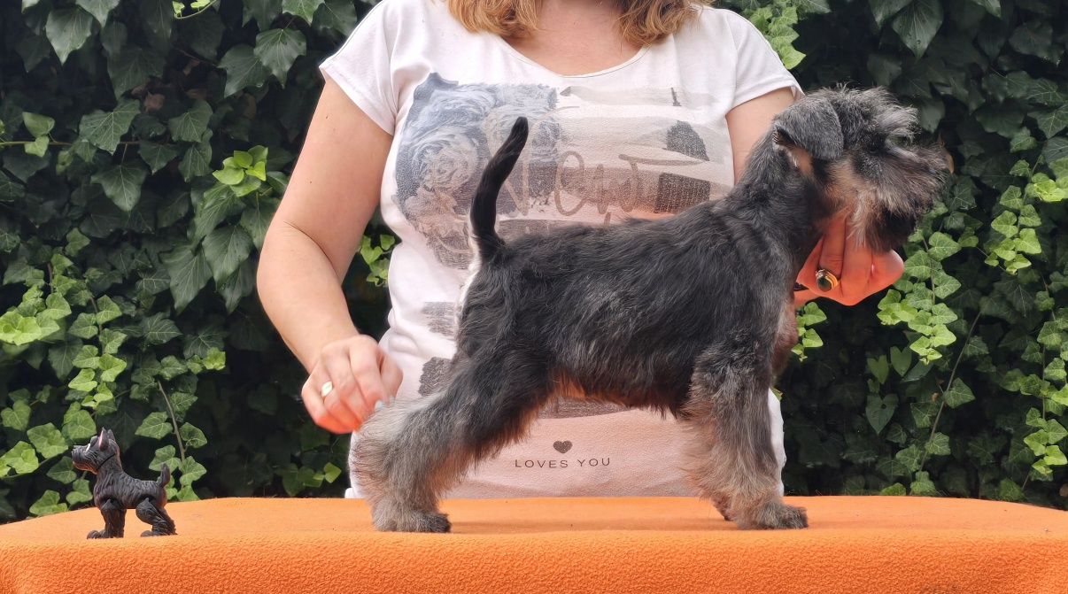Sznaucer Miniaturowy Pieprz I Sól - Suczka