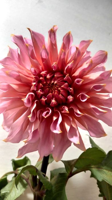 Жоржини продаж поділок