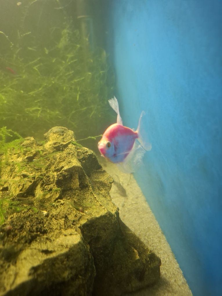 Rybka Tetra różowa