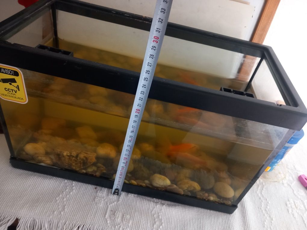 Aquário com 2 peixes