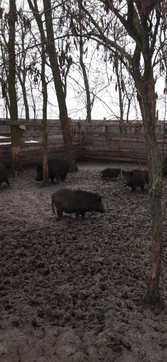 Продам диких кабанів виражених в  домашніх умловіях