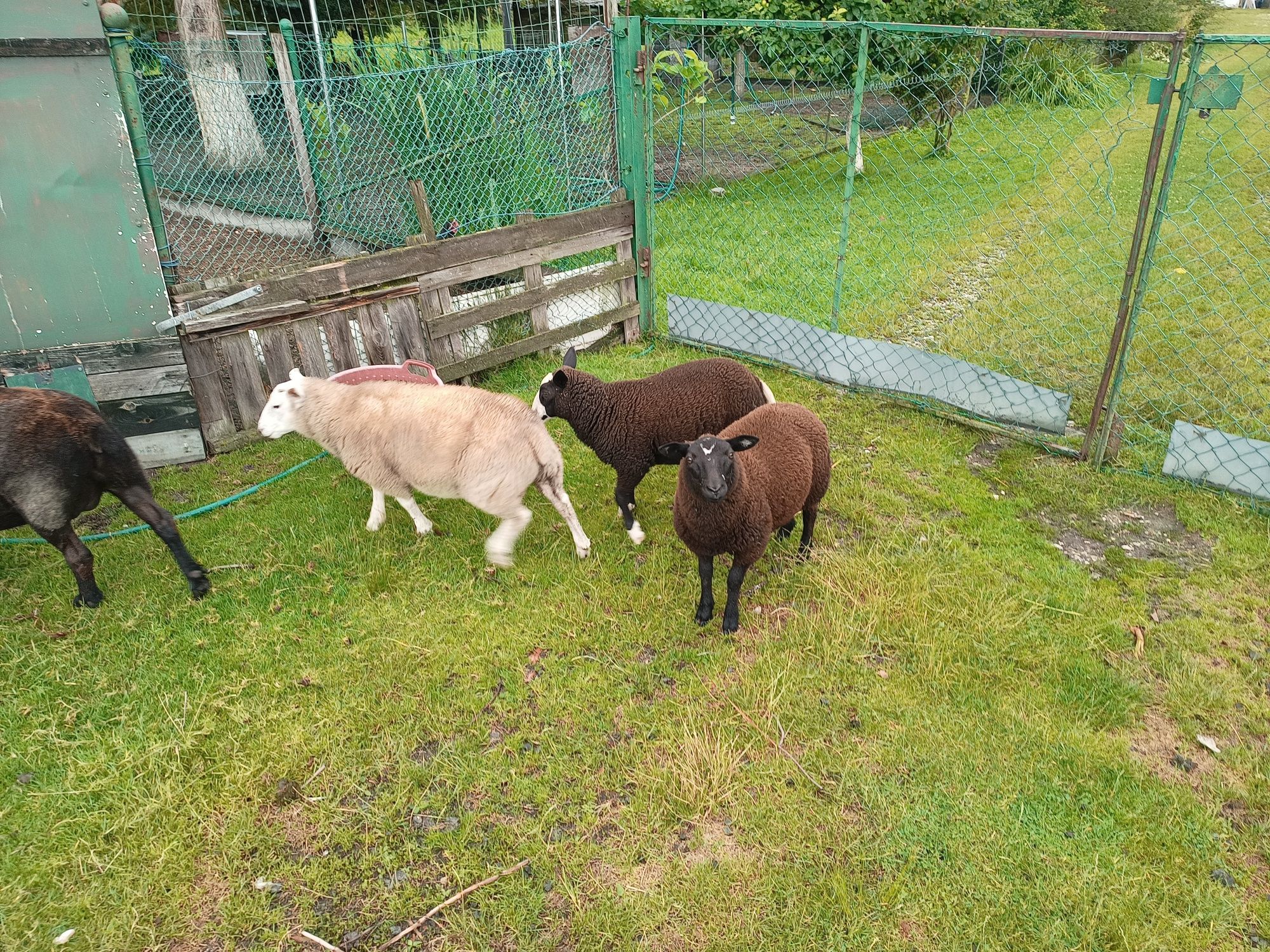 Sprzedam owce i  texel