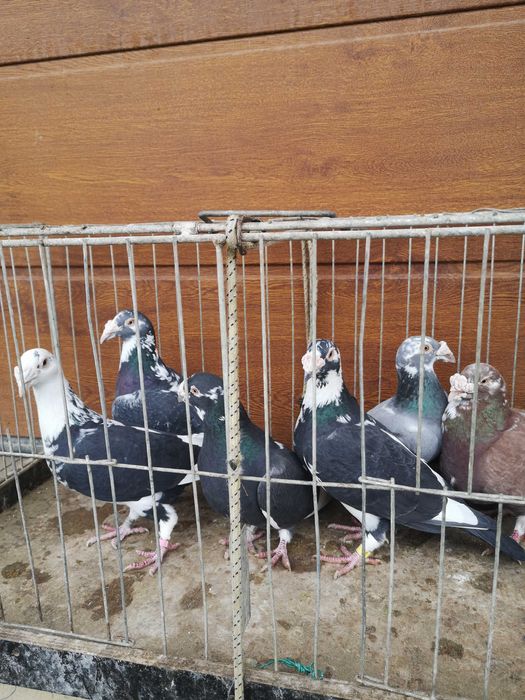 Sprzedam gołebie staropolskie samice