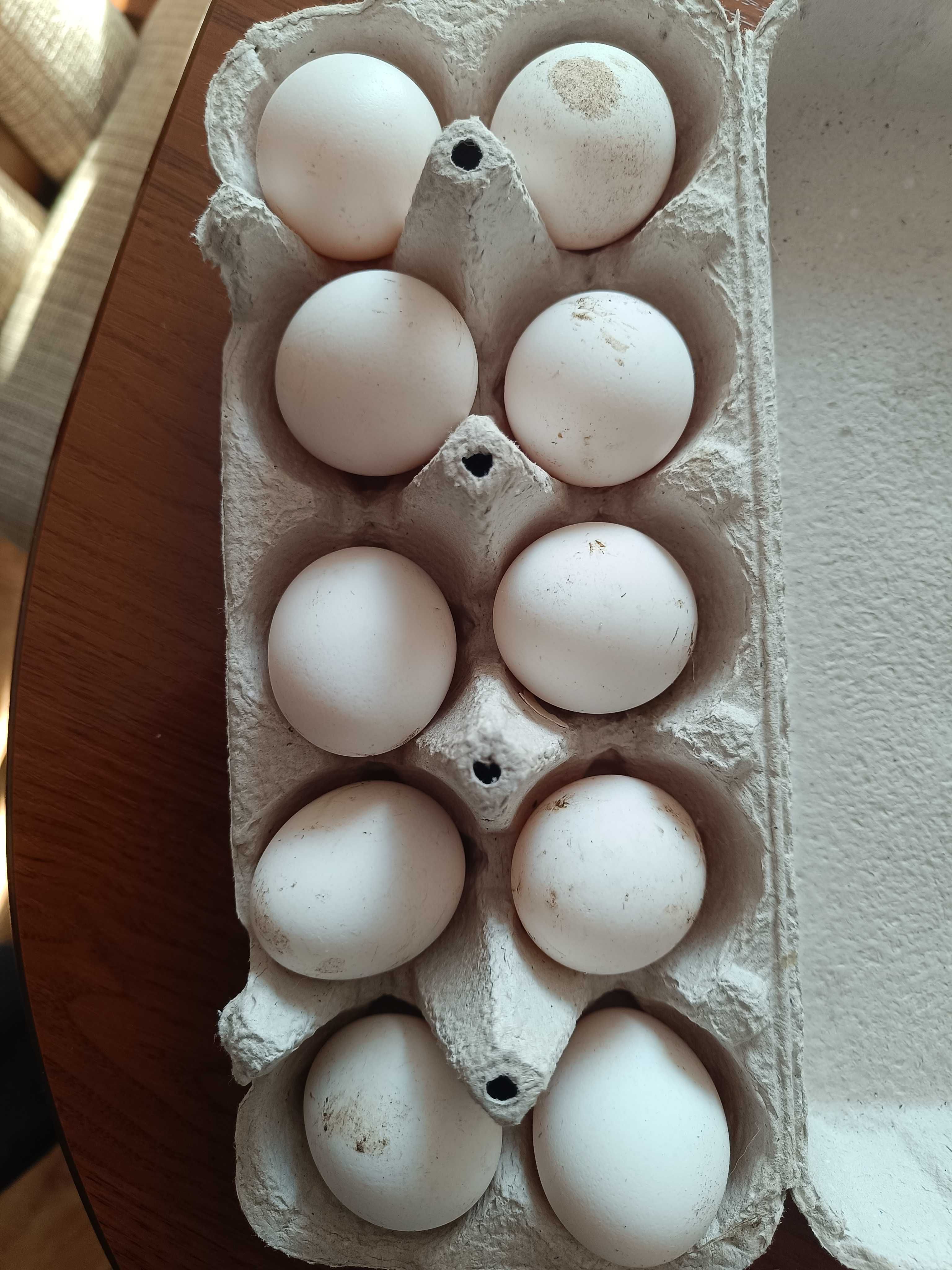 Koguty Czubatki Holenderskiej