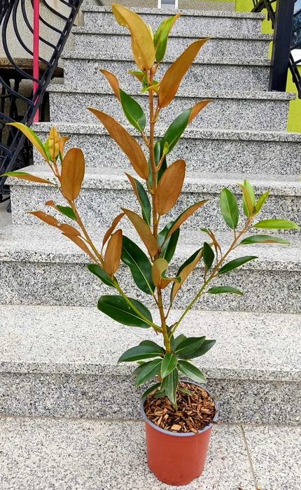 Magnolia grandiflora "Alta", wieczniezielona, ogromne, pachnące kwiaty