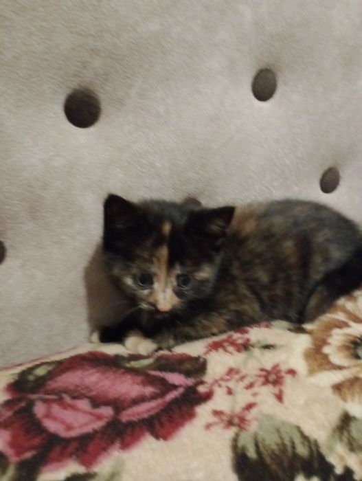 Бенгальскі кошенятка метиси